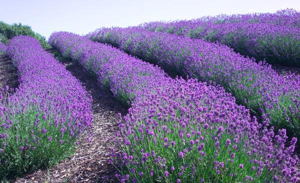 lavandas lauki Francijā