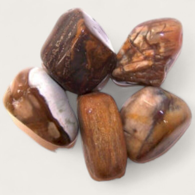 Pārakmeņojies koks 1 gab