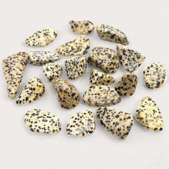 Dalmāciešu jašma 1 gab