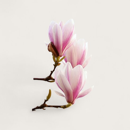 	Smaržviela svecēm Magnolija 10 ml