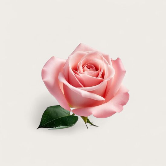 Rose candle fragrance oil, 10 ml